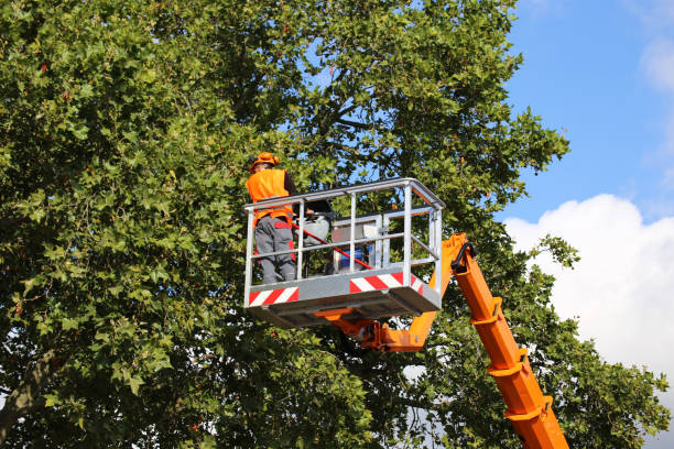 Orchard Mesa, CO Tree Care Services Company