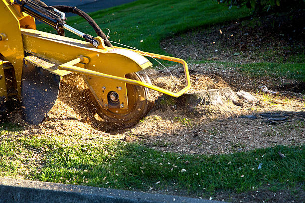 How Our Tree Care Process Works  in  Orchard Mesa, CO